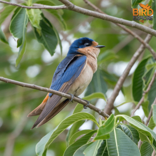 Barn Swallow