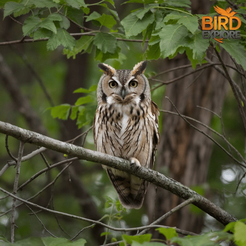 Western Screech-Owl (Megascops Kennicottii)