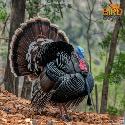 In Which Countries Are Wild Turkeys Located?