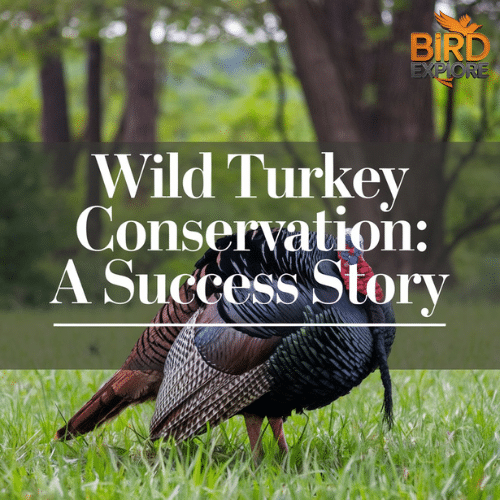 Wild Turkey Conservation: A Success Story