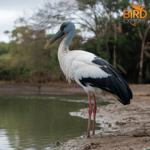 Jabiru