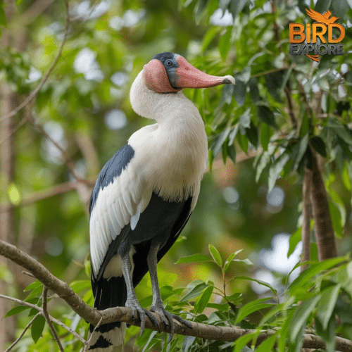 Greater Adjutant