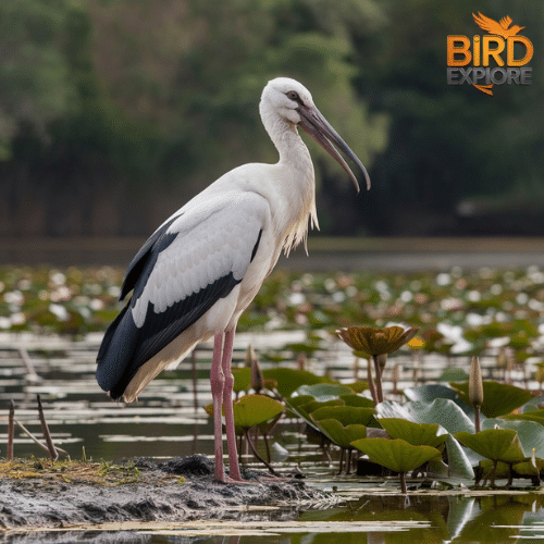 Wood Stork