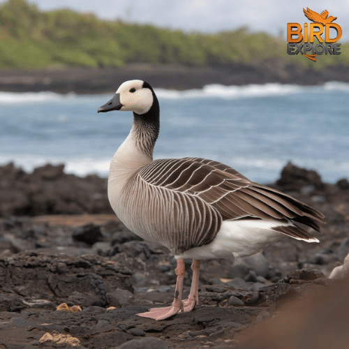 Nene (Hawaiian Goose)