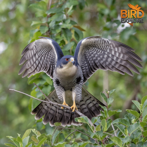 Northern Goshawk