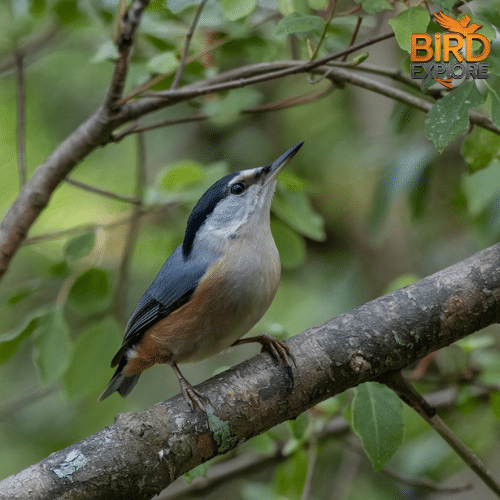 Nuthatch