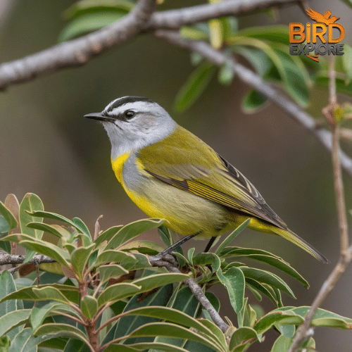 Yellow-breasted Chat (Icteria virens)