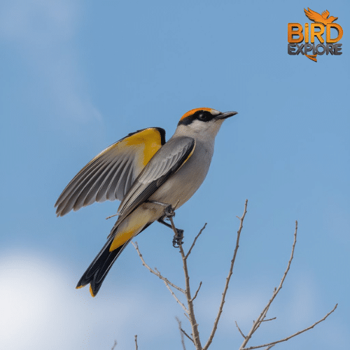 Western Kingbird (Tyrannus verticalis)