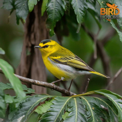 Yellow Warbler (Setophaga petechia)