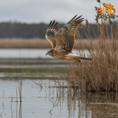 Northern Harrier (Circus hudsonius)