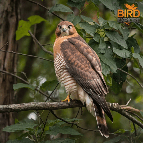 Harris’s Hawk (Parabuteo unicinctus)