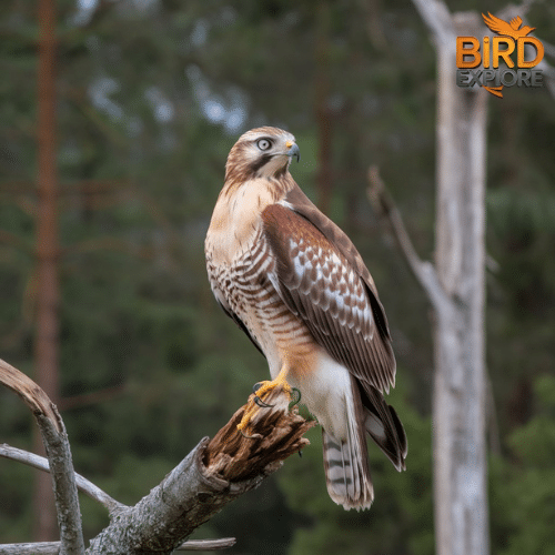 Broad-winged Hawk (Buteo platypterus)