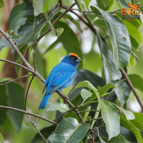 Lazuli Bunting