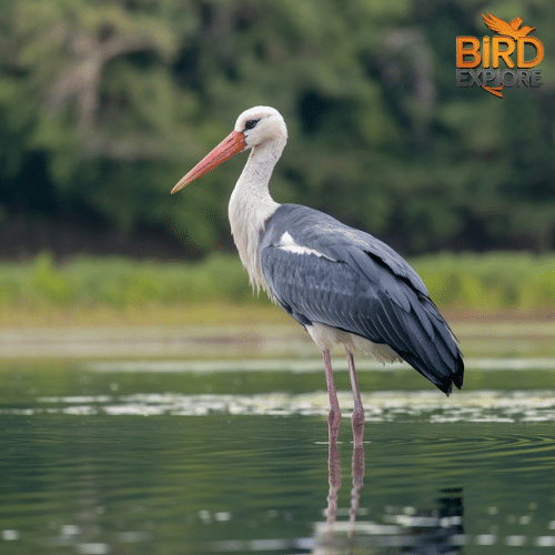 The Greater Adjutant Stork