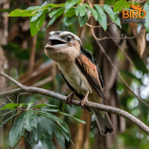 The Sri Lankan Frogmouth