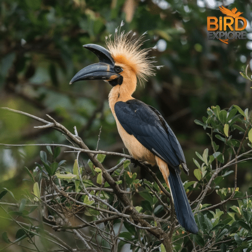 The Helmeted Hornbill