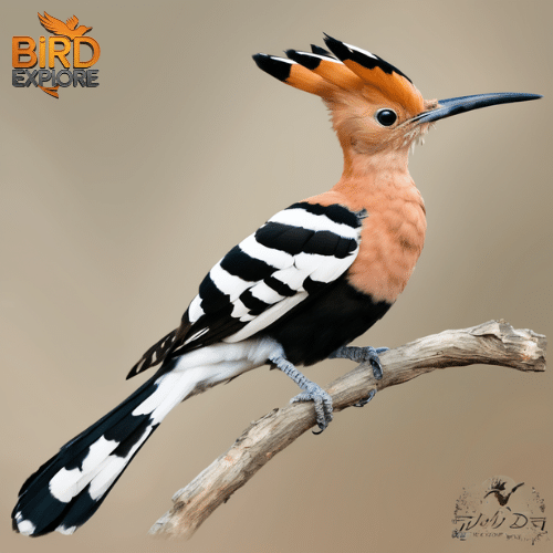 The Eurasian Hoopoe