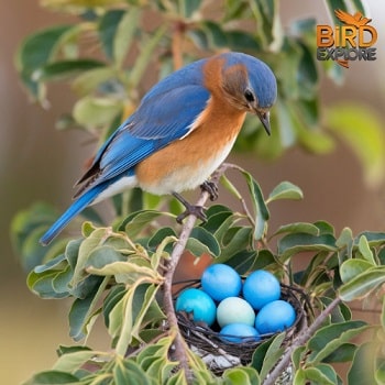 Eastern Bluebird