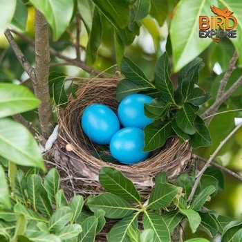 Ecological and Evolutionary Significance of Blue Eggs