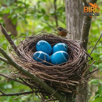 Identification of Bird Species That Lay Blue Eggs