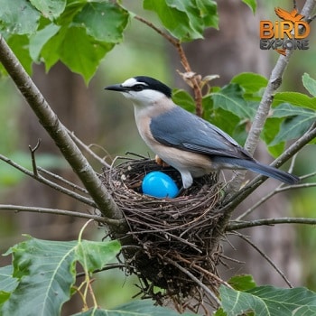 Understanding the Phenomenon of Blue Eggs