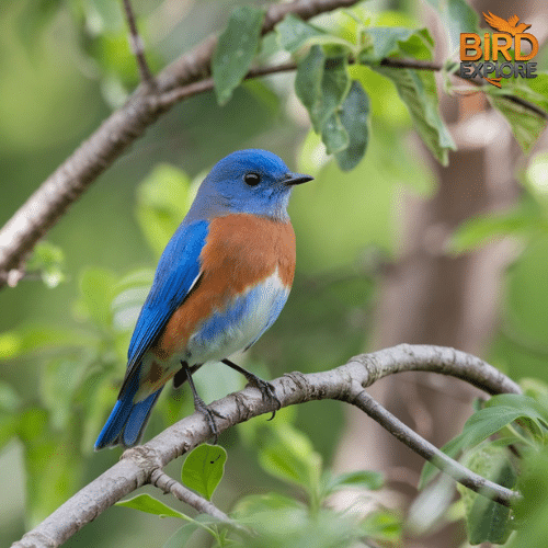 Western Bluebird