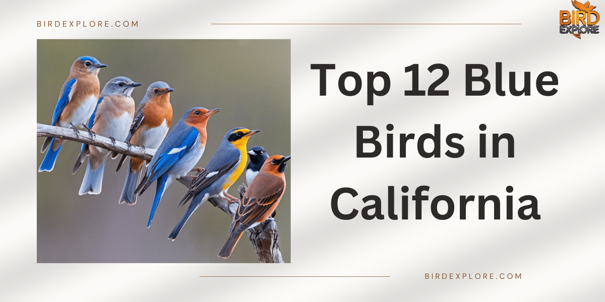 Top 12 Blue Birds in California