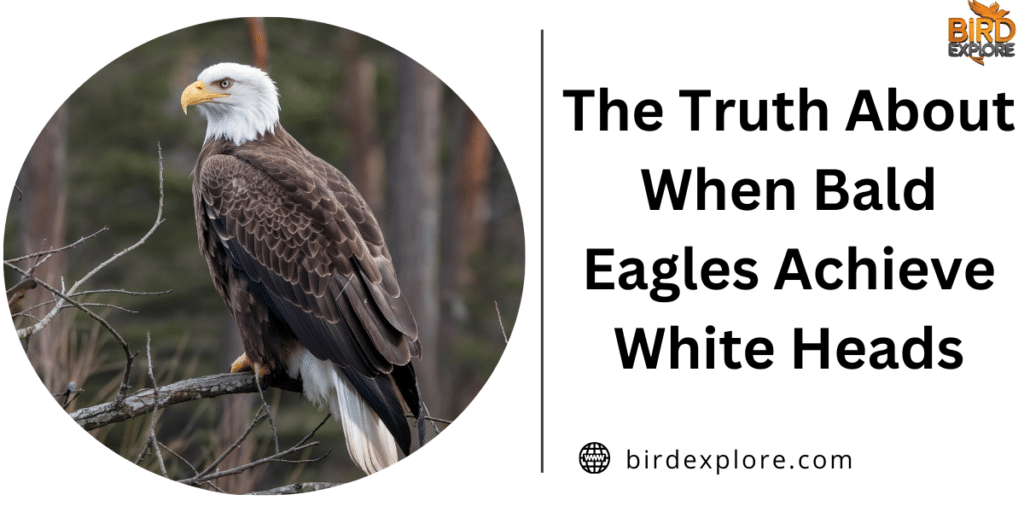 The Truth About When Bald Eagles Achieve White Heads