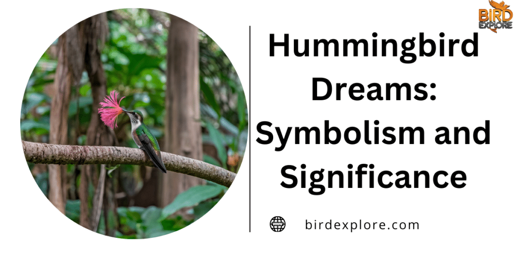 Hummingbird Dreams: Symbolism and Significance