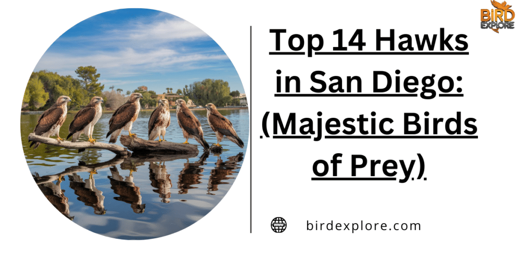 Top 14 Hawks in San Diego: (Majestic Birds of Prey)