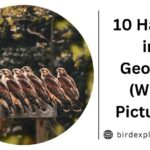 10 Hawks in Georgia (With Pictures)