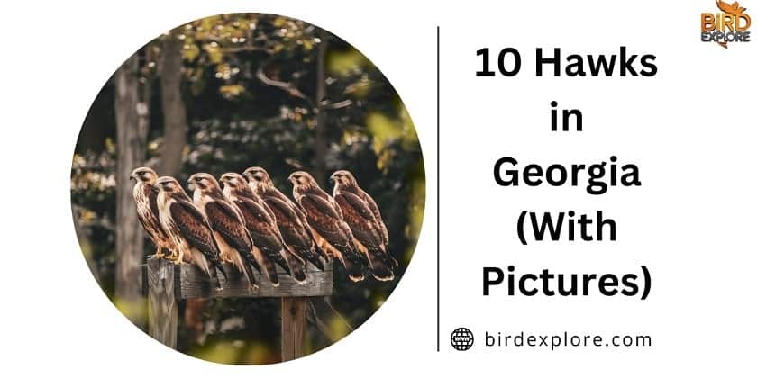 10 Hawks in Georgia (With Pictures)