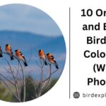 10 Orange and Black Bird's in Colorado (With Photos)