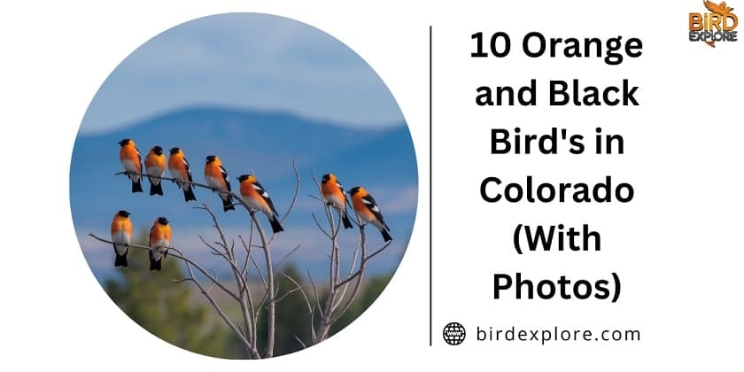 10 Orange and Black Bird's in Colorado (With Photos)