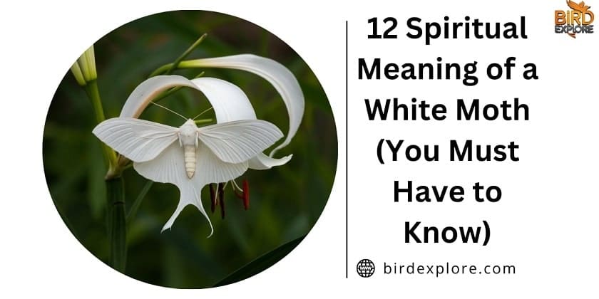 12 Spiritual Meaning of a White Moth (You Must Have to Know)