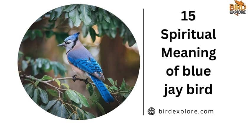 15 Spiritual Meaning of blue jay bird