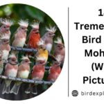 18 Tremendous Bird With Mohawk (With Pictures)