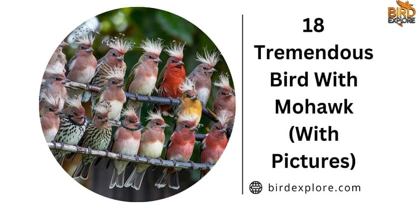 18 Tremendous Bird With Mohawk (With Pictures)