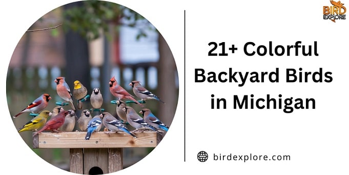 21+ Colorful Backyard Birds in Michigan