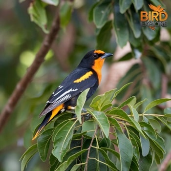 Baltimore Oriole (Icterus galbula)