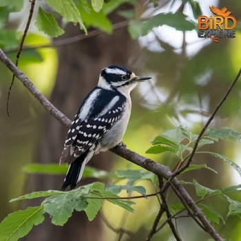 Downy Woodpecker (Picoides pubescens)