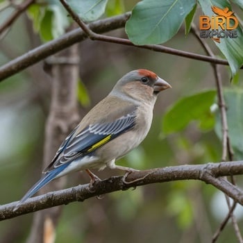 House Finch (Haemorhous mexicanus)