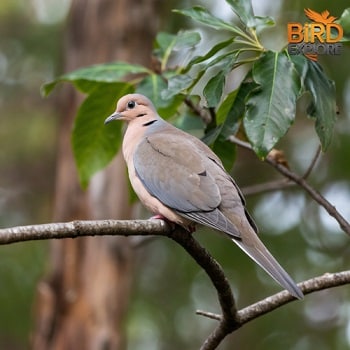 Mourning Dove (Zenaida macroura)