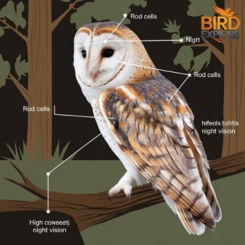 Factors Affecting Avian Night Vision