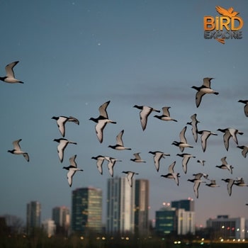 Migratory Birds and Night Navigation