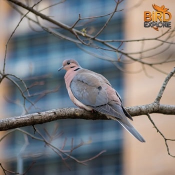 mourning dove meaning