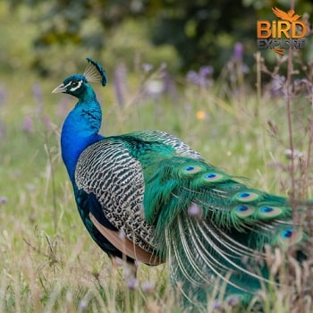 The Indian Peafowl