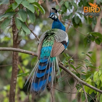 Peacocks in the Wild