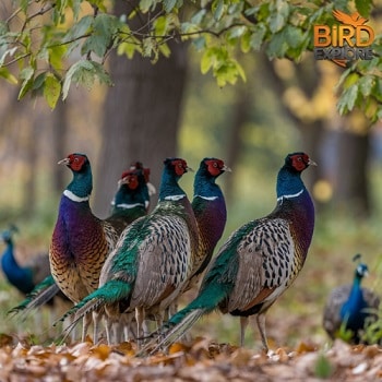 How Many Peacock Species Are There?