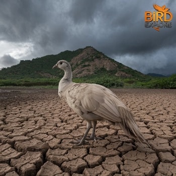 The Impact of Climate Change on Peafowl